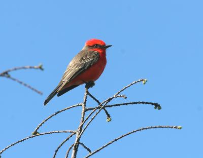 Vermillion Flycatcher 02.jpg