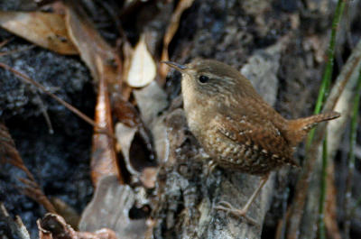 Winter Wren