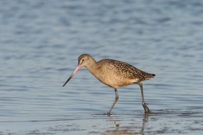 Marbled Godwit