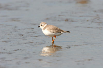 Piping Plover