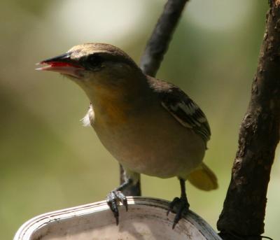 Bullock's Oriole