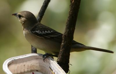 Bullock's Oriole