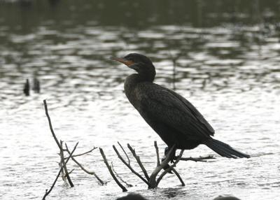 Neotropic Cormorant