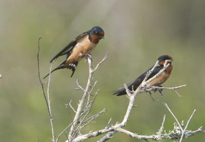 Barn Swallow