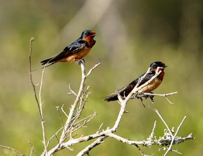 Barn Swallow