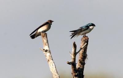 Rough-winged & Tree Swallows