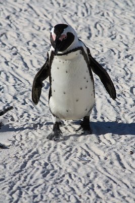 Jackass Penguin, South Africa