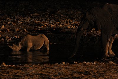 Rhino and elephant, Etosha National Park