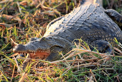 Nile Crocodile on the Chobe River