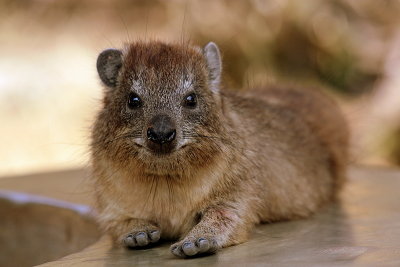 Rock Hyrax, Serengeti