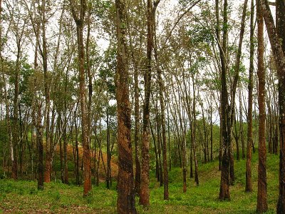 Rubber Trees, Northern Malawi