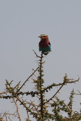 Lilac Breasted Roller, Tanzania