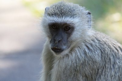 Vervet Monkey