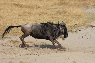 Wilderbeast, Ngorongoro Crater