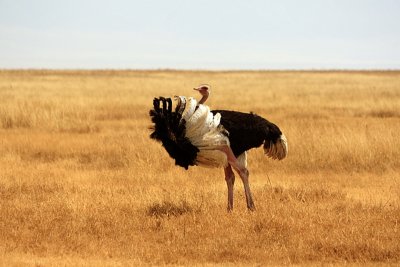 Male ostrich struts his stuff