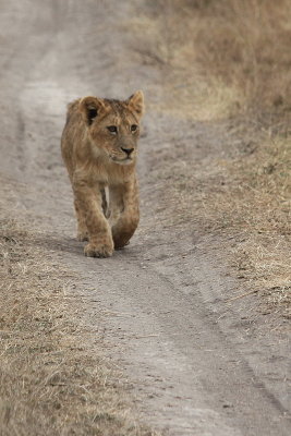 Lion Cub walks this way