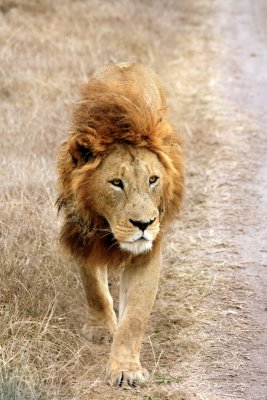 Male Lion walks this way