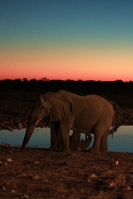 Elephant at the watering hole