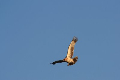 Tawny Eagle, Botswana