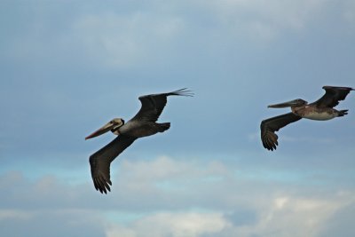 Pelicans, California