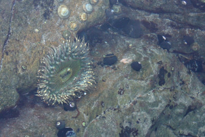 Anemone