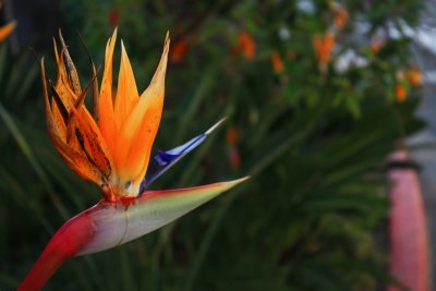 Bird of Paradise