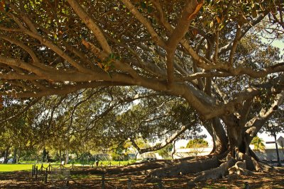 Gum Tree