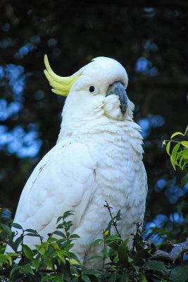 Sulphur Crested Cockatoo, New South Wales