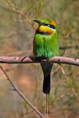 Bee Eater, Northern Territory