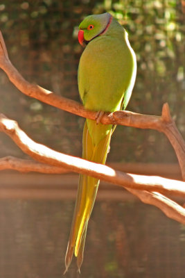 Parrot, Western Australia