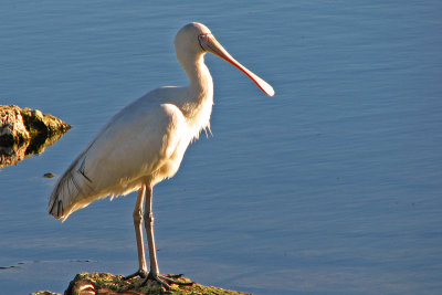 Spoonbill, Western Australia
