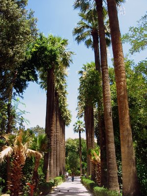 Palm trees at the Botanical Garden
