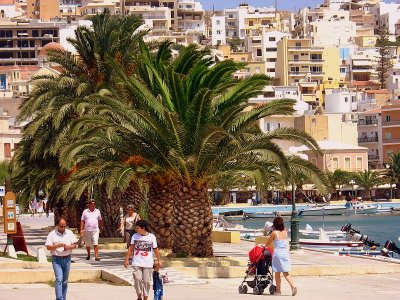Date palms in Sitia, Crete