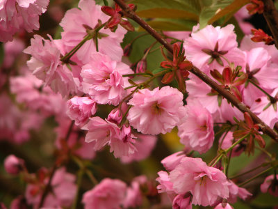 Even More Cherry Blossoms