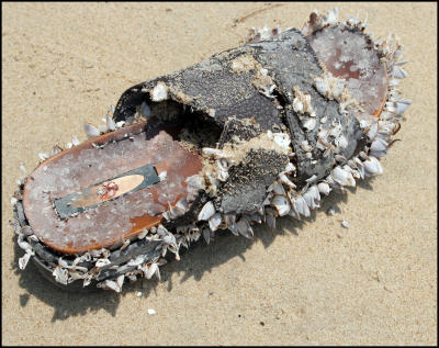 sea shoe