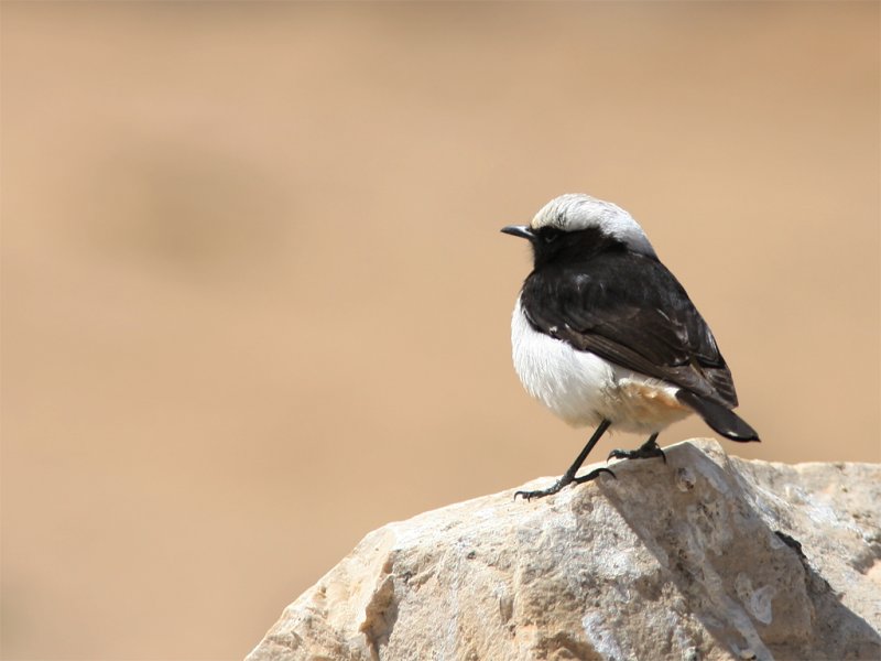 Eastern Crowned Wheatear - Rouwtapuit