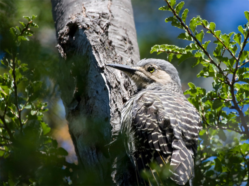 Chilean Flicker 2.jpg