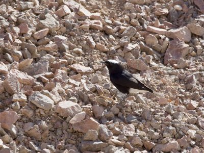 White-crowned Wheatear - Witkruintapuit