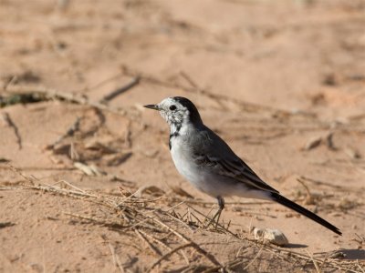 White Wagtail - Witte Kwikstaart