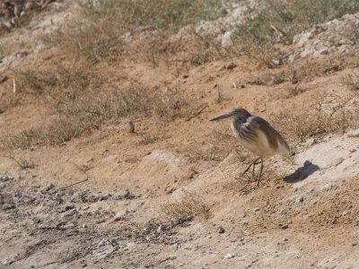 Squacco Heron - Ralreiger