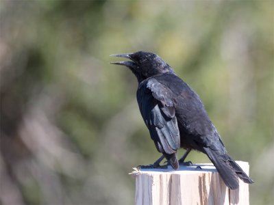 Austral Blackbird 2.jpg