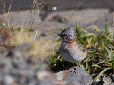 Rufous-collared Sparrow.jpg