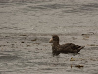 Antartic Giant-Petrel 2.jpg