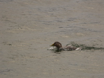 Flying Steamer-Duck.jpg