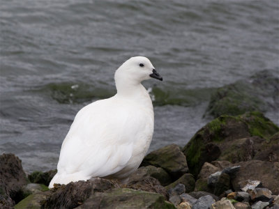 Kelp Goose 3.jpg