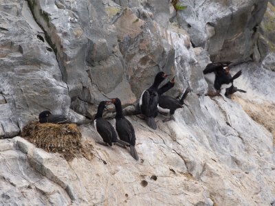 Red-faced Cormorant 3.jpg