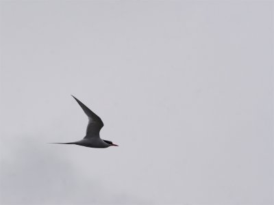 Southamerican Tern 2.jpg