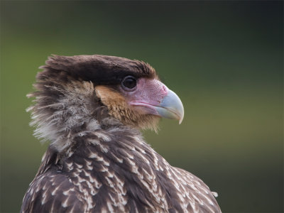 Southern Crested Caracara 5.jpg