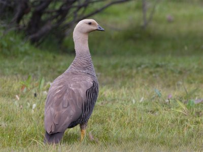 Upland Goose 4.jpg