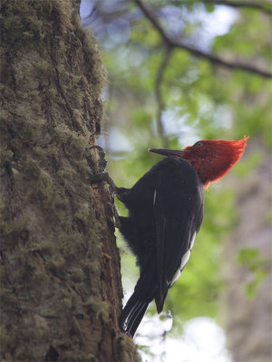 Magellanic Woodpecker.jpg